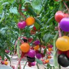 100 PCS Seeds very rare imported rainbow tomato