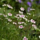 50 PCS Seeds Very Rare Maiden Pink Dianthus Deltoides 'Arctic Fire' Carnation Flower 50 PCS Seeds Very Rare Maiden Pink Dianthus Deltoides 'Arctic Fire' Carnation Flower