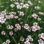 50 PCS Seeds Very Rare Maiden Pink Dianthus Deltoides 'Arctic Fire' Carnation Flower