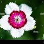 50 PCS Seeds Very Rare Maiden Pink Dianthus Deltoides 'Arctic Fire' Carnation Flower