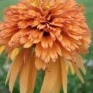 200 PCS Seeds Very Rare Orange Marmalade Echinacea Perennial Coneflower