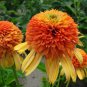 200 PCS Seeds Very Rare Orange Marmalade Echinacea Perennial Coneflower
