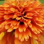 200 PCS Seeds Very Rare Orange Marmalade Echinacea Perennial Coneflower