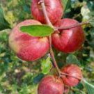10 PCS Seeds Very Rare Red Apple LBerry Billardier aongiflora Organic Fruit