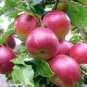 10 PCS Seeds Very Rare Red Apple LBerry Billardier aongiflora Organic Fruit