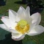 1 PCS Seeds Very Rare White Nelumbo Nucifera Lotus Flower with Green End