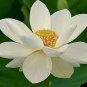 1 PCS Seeds Very Rare White Nelumbo Nucifera Lotus Flower with Green End