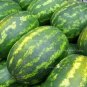 20 PCS Seeds Very Sweet Big Oval Seedless Watermelon Organic