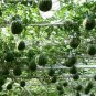 20 PCS Seeds Very Sweet Big Round Red Watermelon Tree