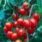 35 PCS Seeds Very Sweet Red Cherry Tomato