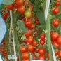 10 PCS Seeds Very Sweet Red Cherry Tomato 'Hong Gu Niang' Organic