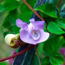20 PCS Seeds Vigna Caracalla Lavender Snail Vine 20 PCS Seeds Vigna Caracalla Lavender Snail Vine