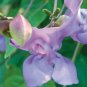 20 PCS Seeds Vigna Caracalla Lavender Snail Vine