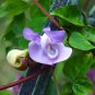 20 PCS Seeds Vigna Caracalla Lavender Snail Vine