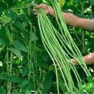 100 PCS Seeds Vigna sinensis Seeds Yard Long Bean Mixed Red and Green Color 100 PCS Seeds Vigna sinensis Seeds Yard Long Bean Mixed Red and Green Color