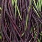 100 PCS Seeds Vigna sinensis Seeds Yard Long Bean Mixed Red and Green Color