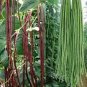 100 PCS Seeds Vigna sinensis Seeds Yard Long Bean Mixed Red and Green Color