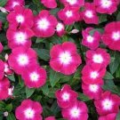 20 PCS Seeds Vinca Rosea Periwinkle Little Linda Mixed 20 PCS Seeds Vinca Rosea Periwinkle Little Linda Mixed