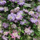 10 PCS Seeds Vine Clematis Potted Clematis Garden Flower 10 PCS Seeds Vine Clematis Potted Clematis Garden Flower