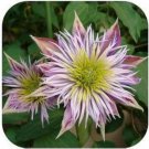 20 PCS Seeds Vine Clematis Potted Clematis Garden Flowers 20 PCS Seeds Vine Clematis Potted Clematis Garden Flowers