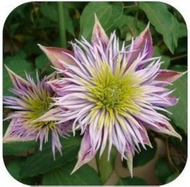 20 PCS Seeds Vine Clematis Potted Clematis Garden Flowers