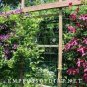 20 PCS Seeds Vine Clematis Potted Clematis Garden Flowers
