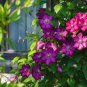 20 PCS Seeds Vine Clematis Potted Clematis Garden Flowers