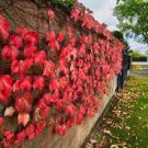 100 PCS Seeds Vine Woodbine Grape Boston Ivy