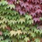 100 PCS Seeds Vine Woodbine Grape Boston Ivy