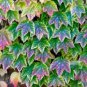 100 PCS Seeds Vine Woodbine Grape Boston Ivy