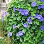 10 PCS Seeds Vines Twining Vines Morning Glory bonsais Mix Garden Planting Daffodil
