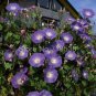 10 PCS Seeds Vines Twining Vines Morning Glory bonsais Mix Garden Planting Daffodil