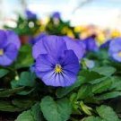 30 PCS Seeds Viola Cornuta Blue Pansy 30 PCS Seeds Viola Cornuta Blue Pansy