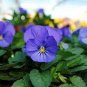 30 PCS Seeds Viola Cornuta Blue Pansy