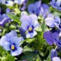 30 PCS Seeds Viola Cornuta Blue Pansy
