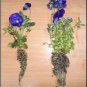 30 PCS Seeds Viola Cornuta Blue Pansy