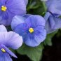 30 PCS Seeds Viola Cornuta Blue Pansy