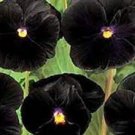 50 PCS Seeds Viola Pansy Clear Chrystals Black