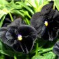 50 PCS Seeds Viola Pansy Clear Chrystals Black