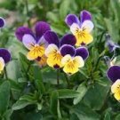 30 PCS Seeds Viola Tricolor Yellow Pansy with Black Spot Perennial Flower 30 PCS Seeds Viola Tricolor Yellow Pansy with Black Spot Perennial Flower