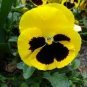 30 PCS Seeds Viola Tricolor Yellow Pansy with Black Spot Perennial Flower