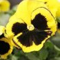 30 PCS Seeds Viola Tricolor Yellow Pansy with Black Spot Perennial Flower
