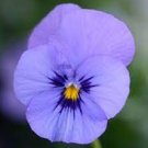 30 PCS Seeds Viola Cornuta Blue Pansy 30 PCS Seeds Viola Cornuta Blue Pansy