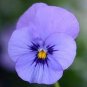 30 PCS Seeds Viola Cornuta Blue Pansy