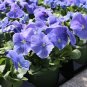 30 PCS Seeds Viola Cornuta Blue Pansy