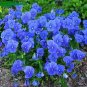 30 PCS Seeds Viola Cornuta Blue Pansy