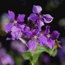 100 PCS Seeds Violet Orychopragmus Flower
