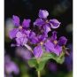 100 PCS Seeds Violet Orychopragmus Flower