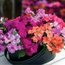 10 PCS Seeds Violet Star Vinca Flower 10 PCS Seeds Violet Star Vinca Flower