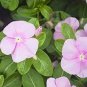 10 PCS Seeds Violet Star Vinca Flower